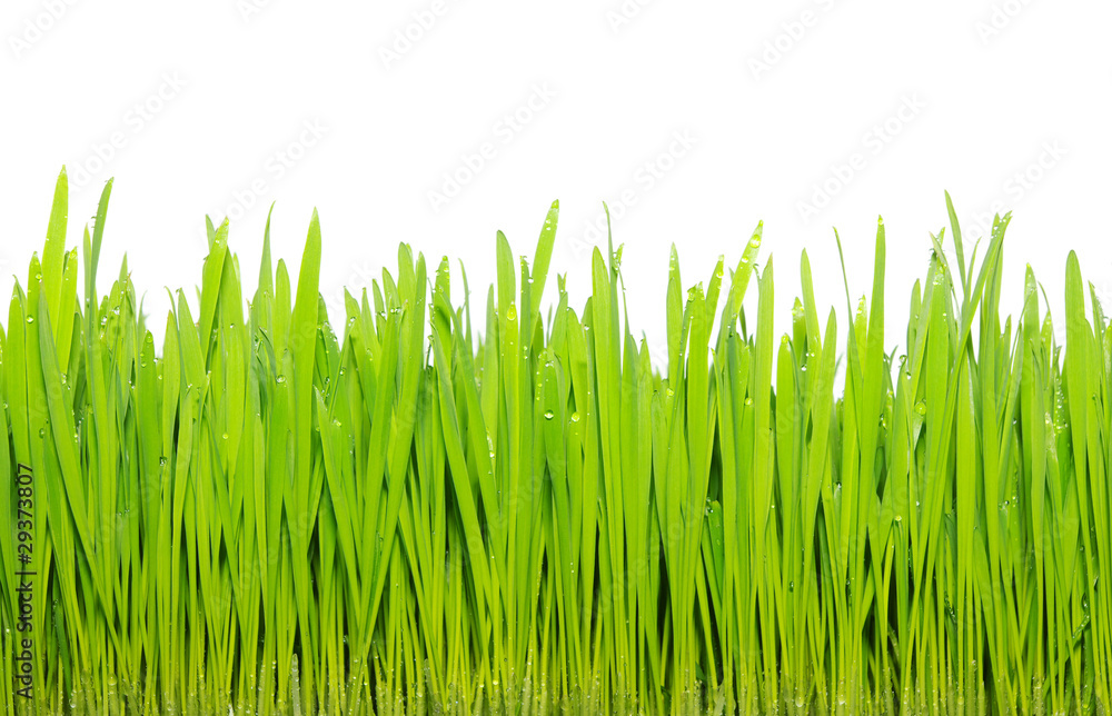 Fototapeta premium grass