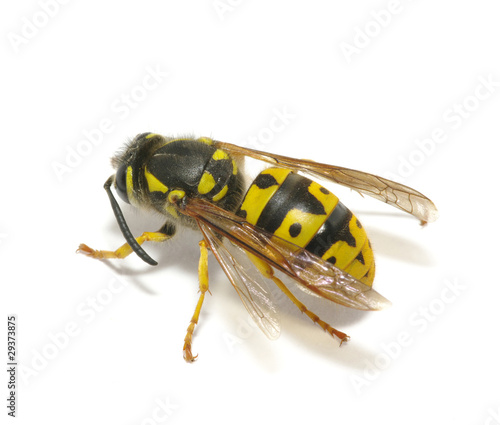 wasp