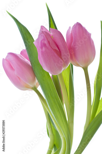 pink tulips