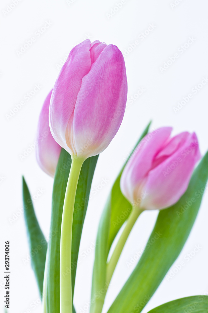 pink tulips