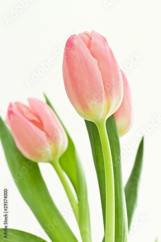 orange tulips