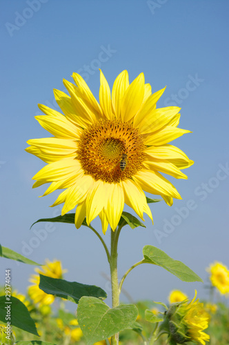 sunflowers field