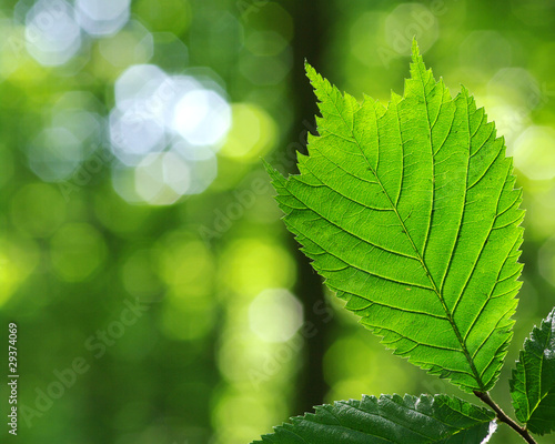 Green leaves © Alekss