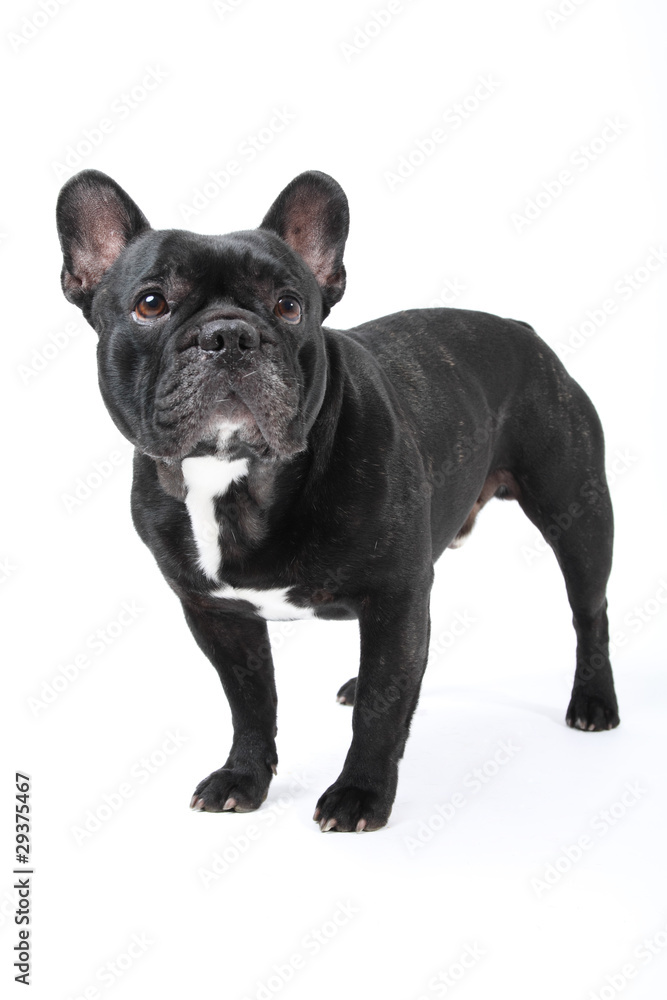 French bulldog