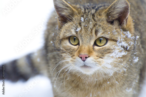 Canvas Print Wildkatzenportrait