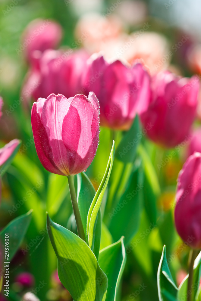 Colorful tulips in open garden