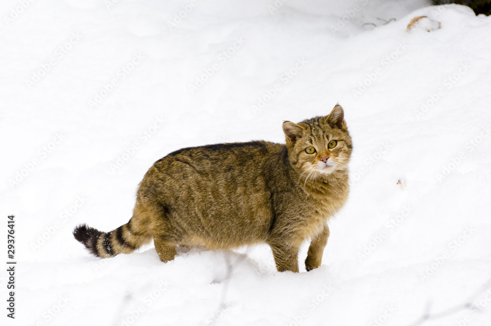 Wildkatze im Schnee Wildkatze im Schnee