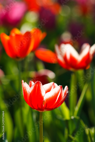 Fototapeta Naklejka Na Ścianę i Meble -  Colorful tulips in open garden