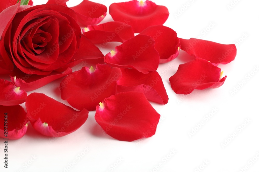 Closeup of red rose with petals