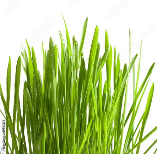 Isolated green grass with drops on white background