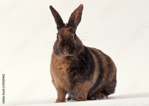 lapin nain sur ses gardes photo