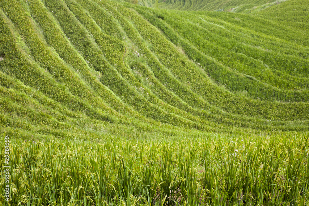 Rice Terraces