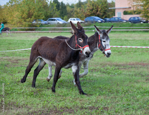 Corsa d'asini photo