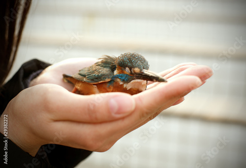 Photography Kingfisher