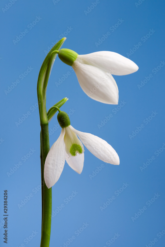Obraz premium Snowdrops