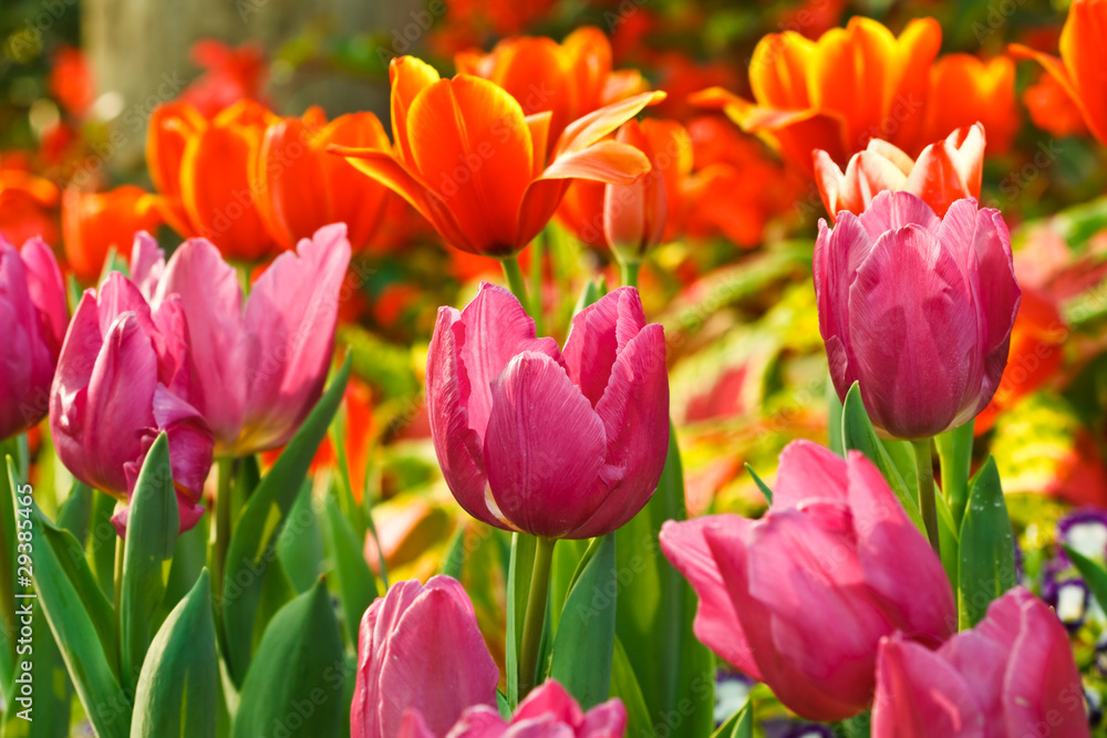 Colorful tulips