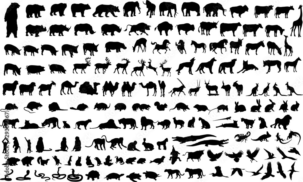 Vector illustration of animals, reptile and birds silhouettes
