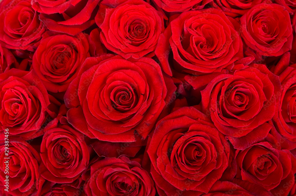 bed of red roses