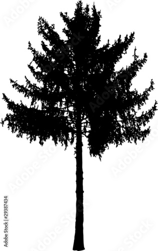 fir tree