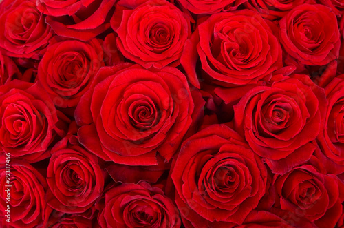 bed of red roses