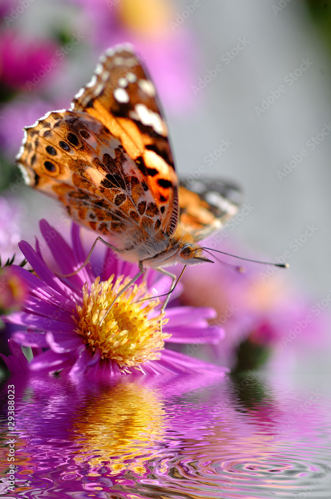 Fototapeta premium Schmetterling auf Aster mit Wasser