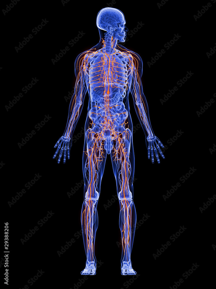 männliche Anatomie mit Lymphsystem männliche Anatomie mit Lymphsystem