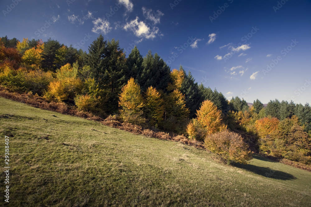 Naklejka premium Beautiful landscape of colorful sunlit autumn forest