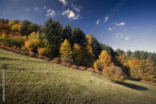 Beautiful landscape of colorful sunlit autumn forest