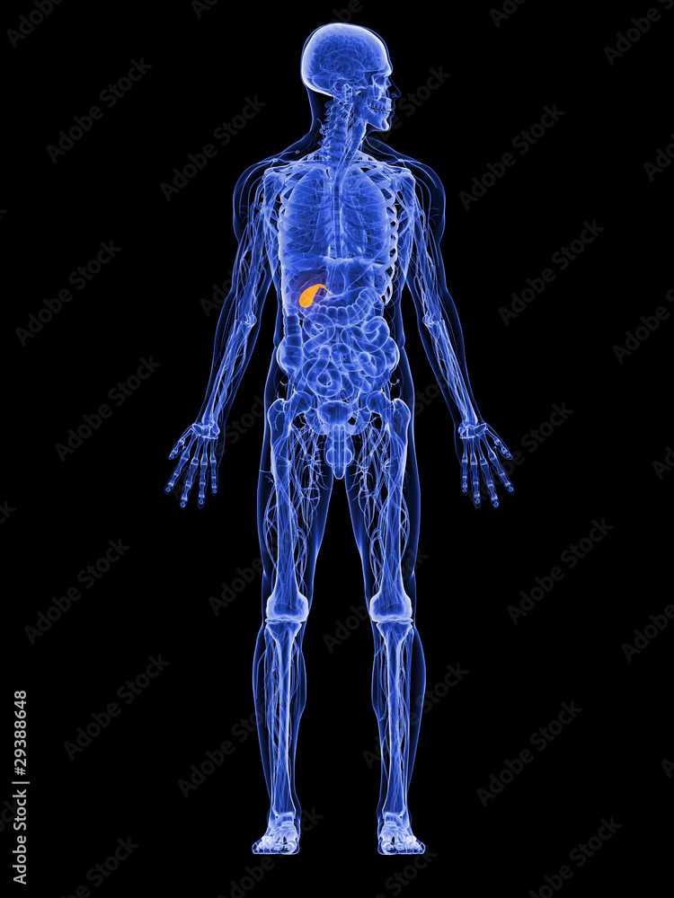 männliche Anatomie - markierte Gallenblase männliche Anatomie - markierte Gallenblase