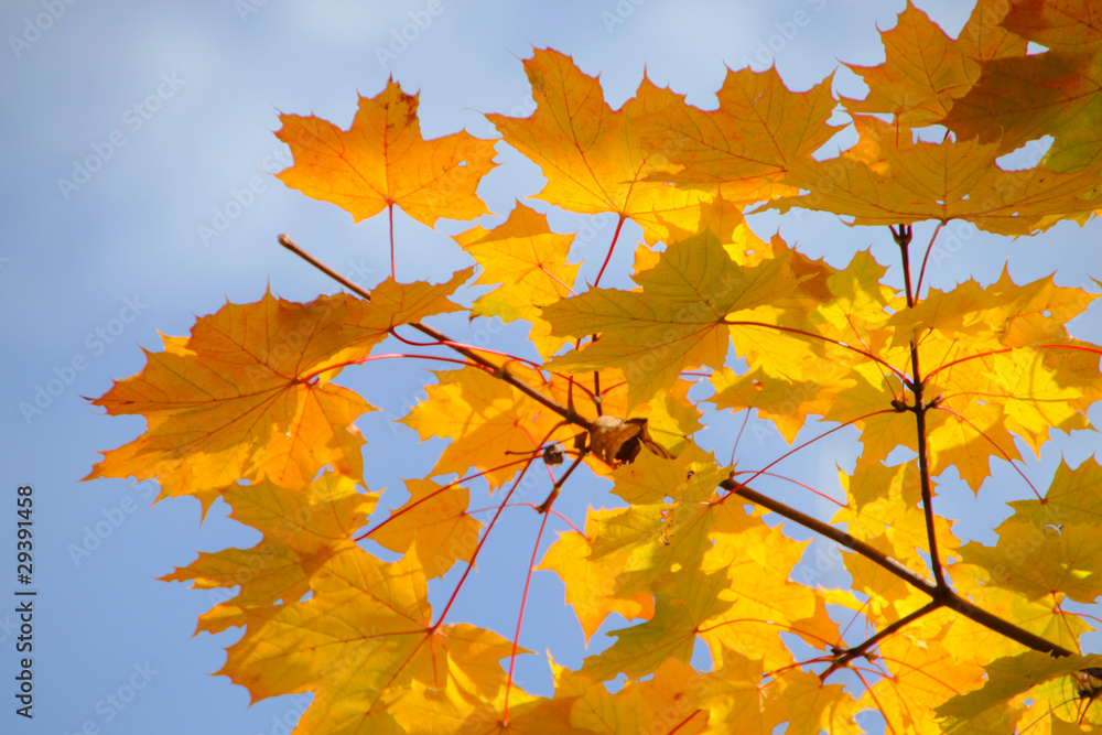 Fototapeta premium Herbst: gelbe Ahornblätter vor blauem Himmel im Sonnenschein