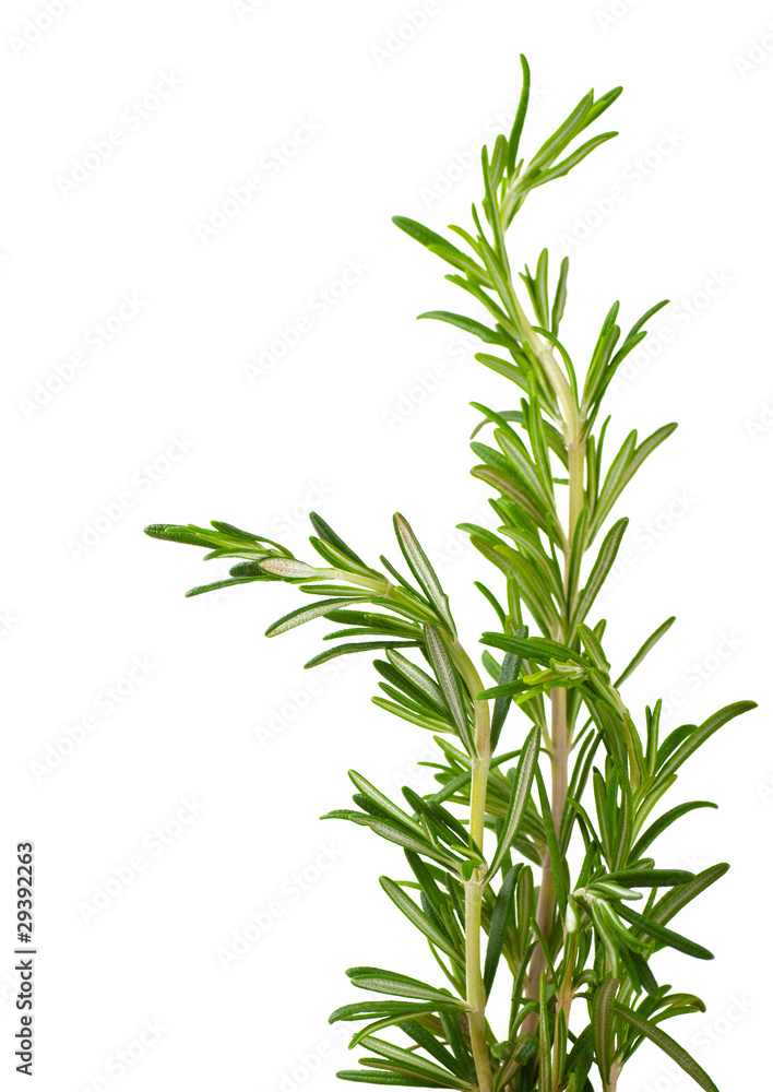 Fototapeta premium Branches of rosemary on a white background