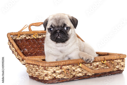 pug purebred puppy photo