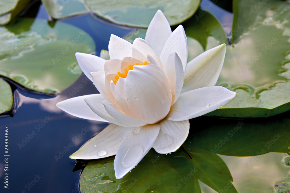 White lily White lily
