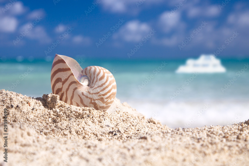nautilus shell on beach white boat and blue tropical sea nautilus shell on beach white boat and blue tropical sea