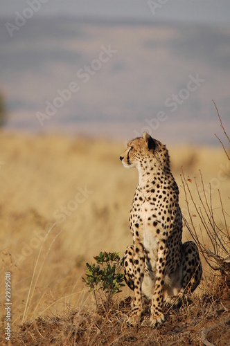 Cheetah (Acinonyx jubatus) © PROMA