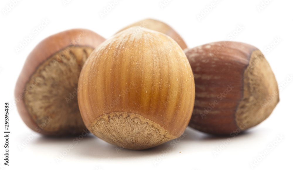 hazelnut isolated hazelnut isolated