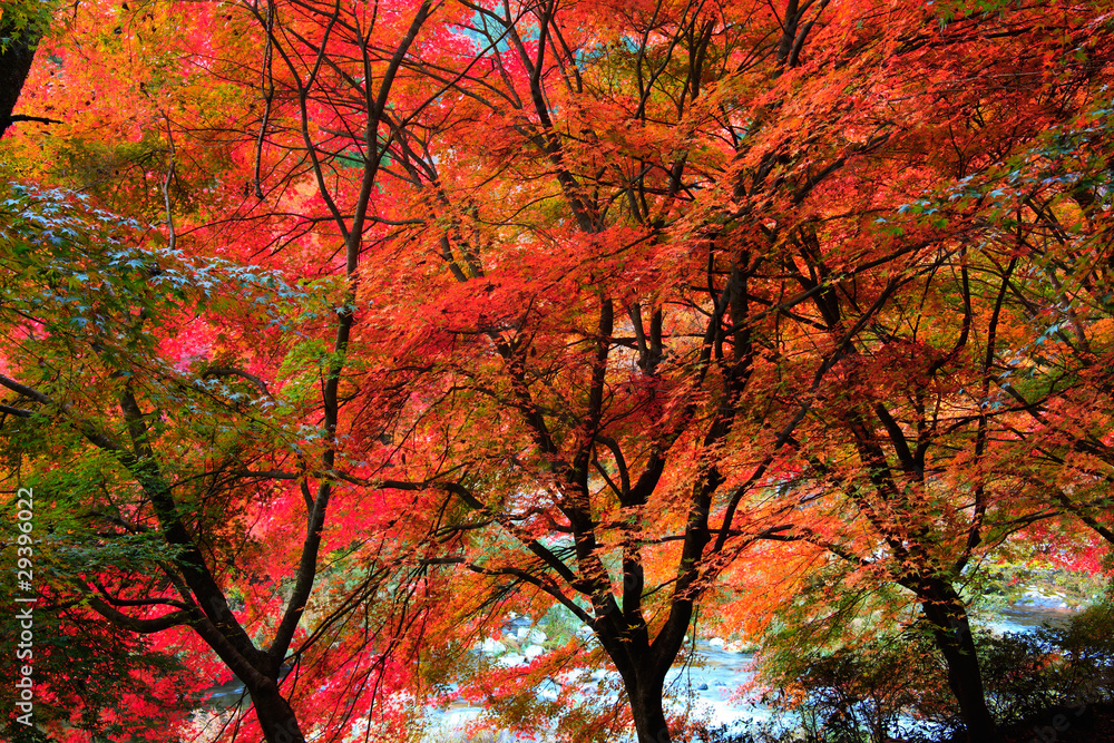奥津渓谷の紅葉 奥津渓谷の紅葉