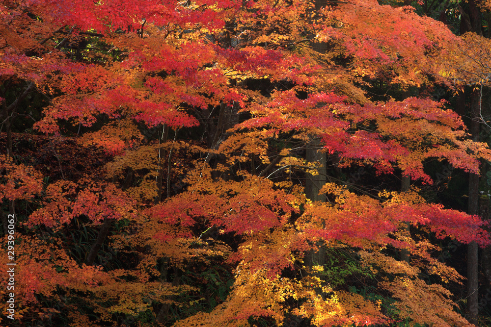 奥津渓谷の紅葉