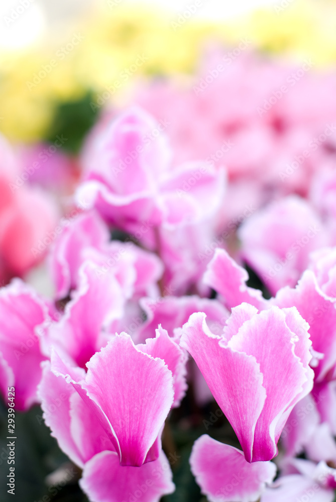 シクラメンの花