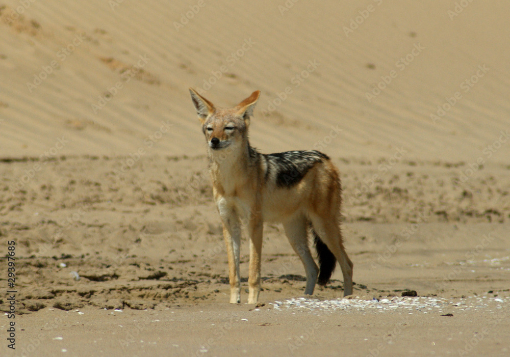 Fototapeta premium chacal a chabraque 3