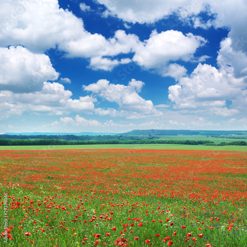 Big meadow of poppys