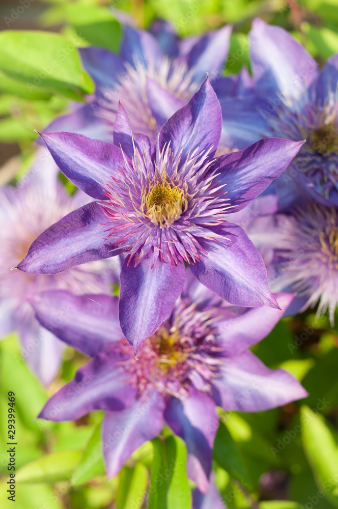 Purple Clematis Flowers Purple Clematis Flowers