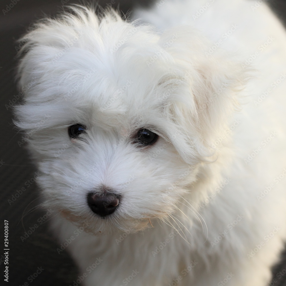 cucciolo di cane maltese cucciolo di cane maltese