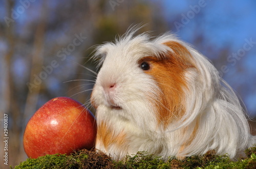 cochon d'Inde shelty poils longs et pomme photo