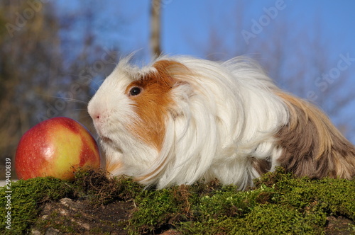 cochon d'Inde shelty poils longs et pomme photo