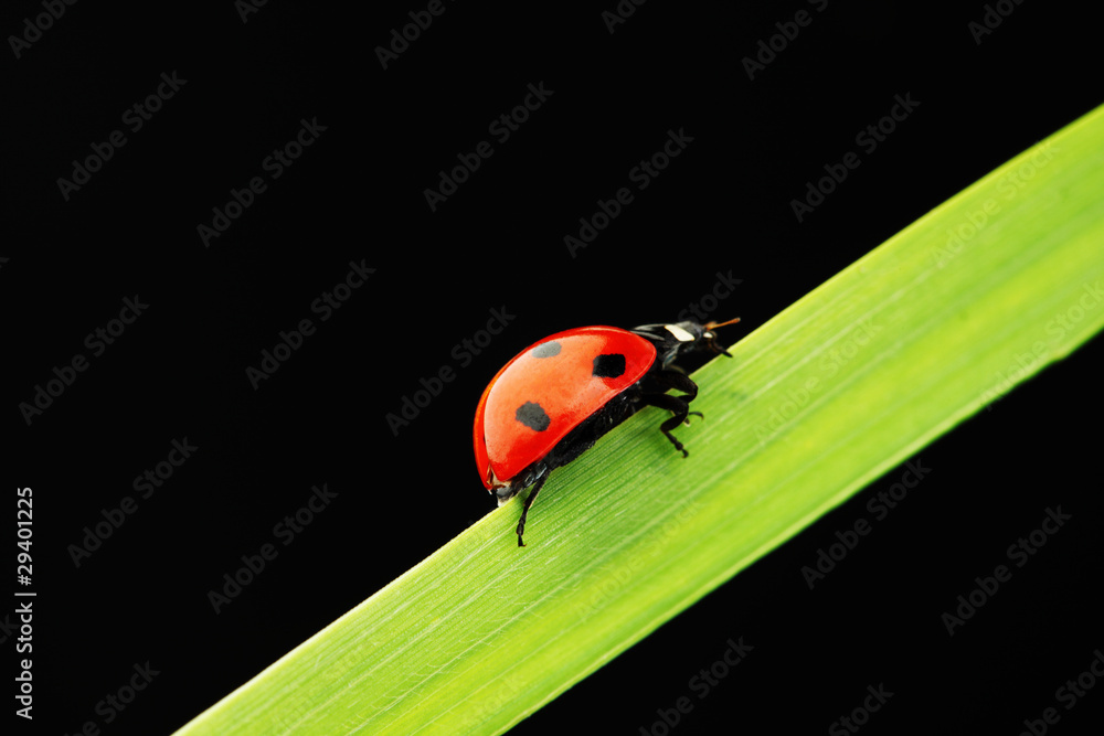 Fototapeta premium ladybug isolated on black