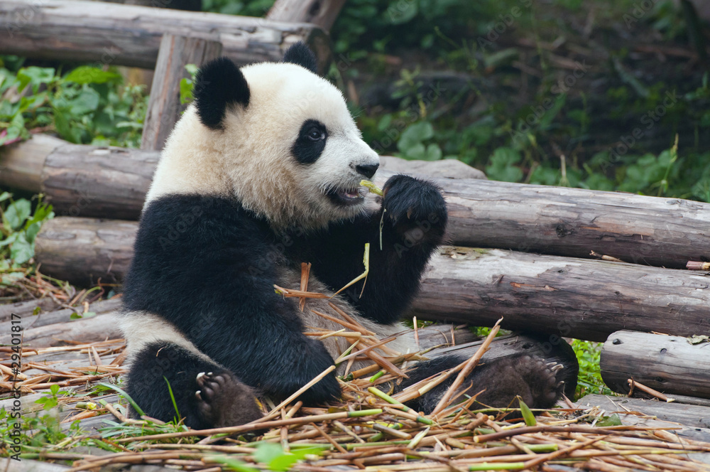 Fototapeta premium Giant panda eating bamboo