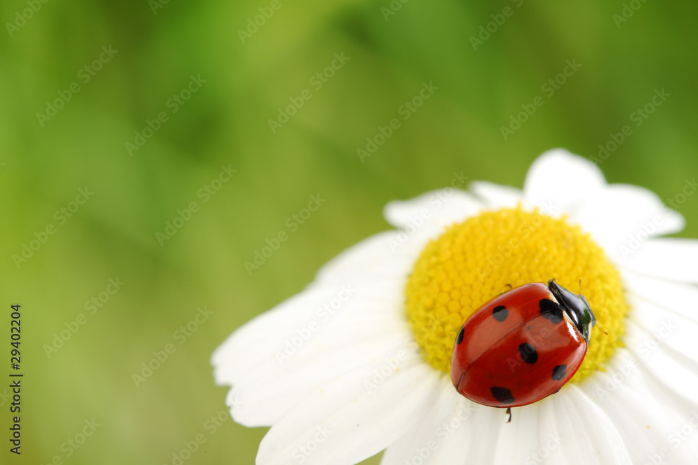 ladybug on camomile ladybug on camomile