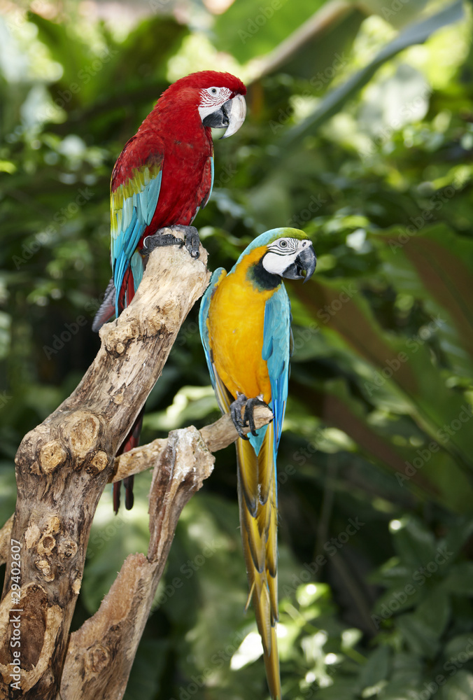 Two parrot in green rainforest. Two parrot in green rainforest.