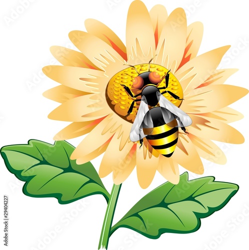 Ape su Fiore-Bee on Flower-Vector